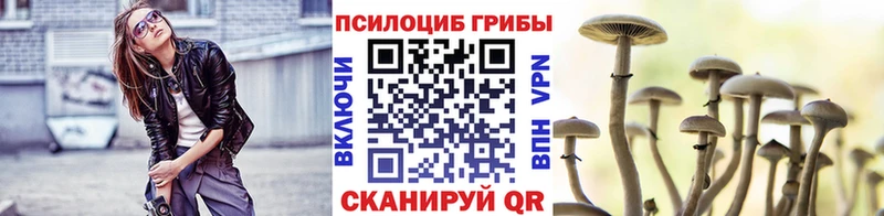 где купить наркоту  Чаплыгин  mega ТОР  Псилоцибиновые грибы Psilocybe 